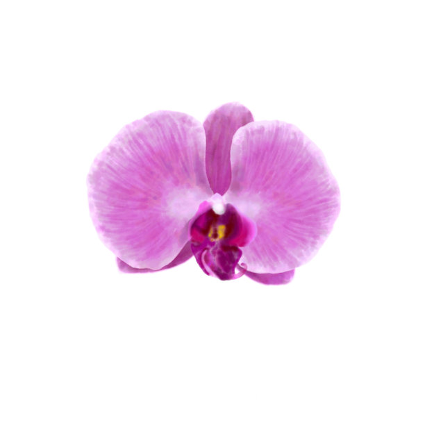 单瓣粉红色兰花水彩画图片下载