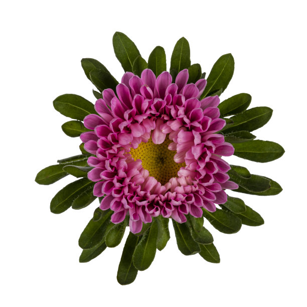 白色背景上的新鲜夏季花朵图片下载