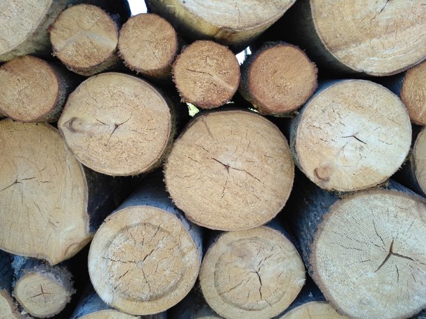 锯过的木头堆在一起。柴堆特写。一堆干原木，树上有明显的纹理和裂缝。在柔和的日光下拍摄了一大堆柴火。新的日志。修剪整齐的树图片下载