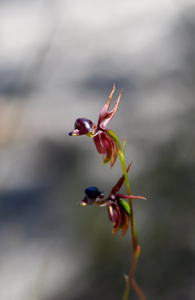 澳大利亚本土大鸭兰花的奇特花朵，大鸭兰，兰科。兰花被称为飞鸭，因为它们像一只飞行中的鸭子。发现于新南威尔士州悉尼的桉树林地图片下载