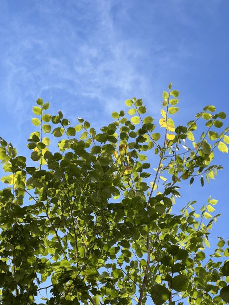 秋天背景图片图片下载