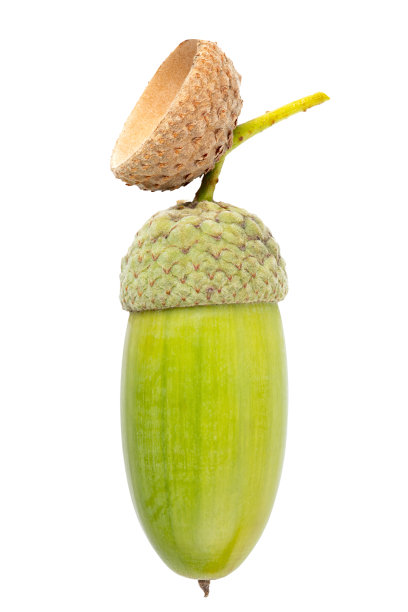 在白色背景上孤立的橡子。图片下载