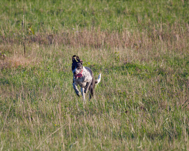 阳光明媚的一天，Catahoula豹狗在草地上奔跑图片下载