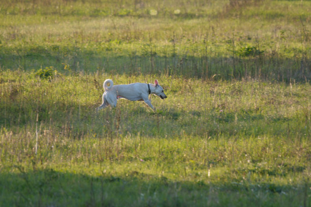 阳光明媚的一天，阿根廷的多哥狗在草地上散步图片下载