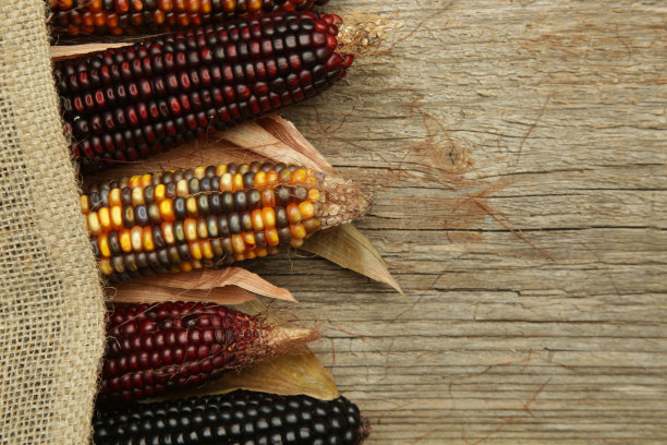 带壳的装饰性印度玉米。多色燧石玉米在木制背景与复制空间。图片下载