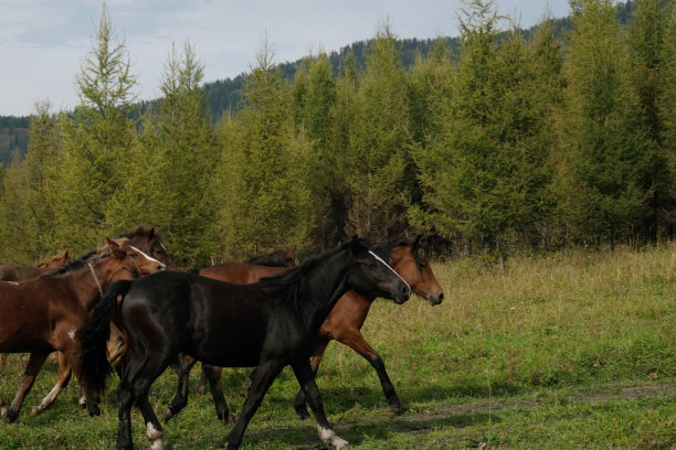 阿尔泰山脉路上的一群马图片下载