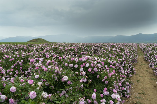 卡赞拉克附近色雷斯河谷的玫瑰田图片下载