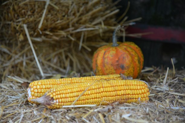玉米和南瓜图片下载