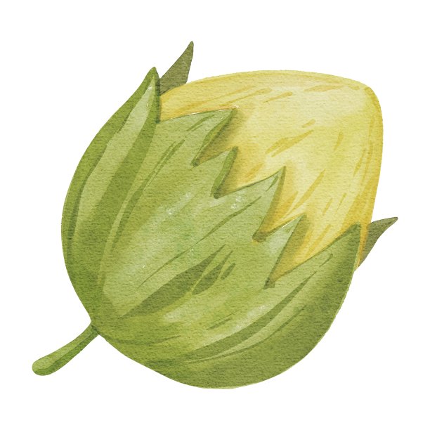 手绘水彩榛果。用于贺卡，卡片，模板，设计，植物海报，儿童书籍，图案，森林插图图片下载