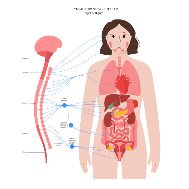 Symphathetic神经系统图片下载