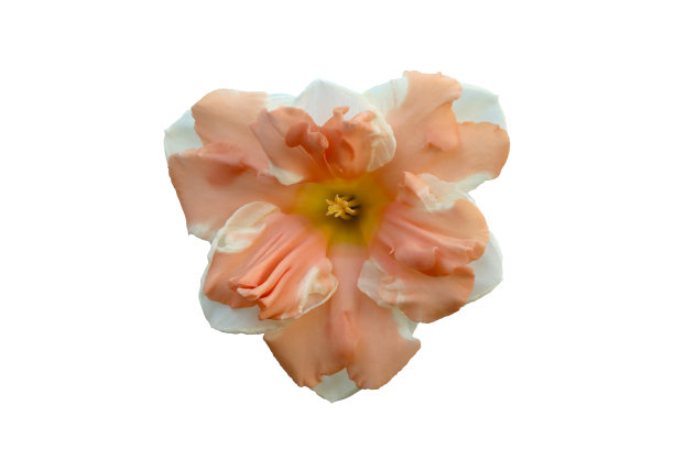 组合成水仙花。图片下载