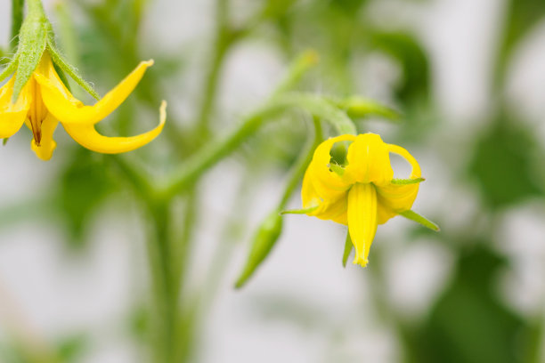 盛开着黄色的番茄花图片下载
