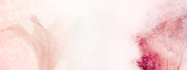 粉红色的百合和白色的小野花自然旗帜背景图片下载