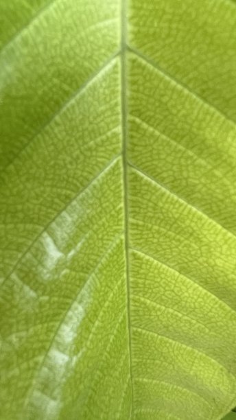 绿色叶片的结构和图案图片下载
