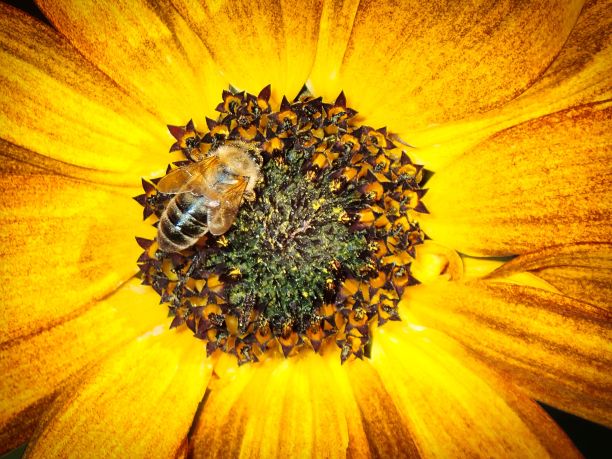 向日葵上的蜜蜂图片下载