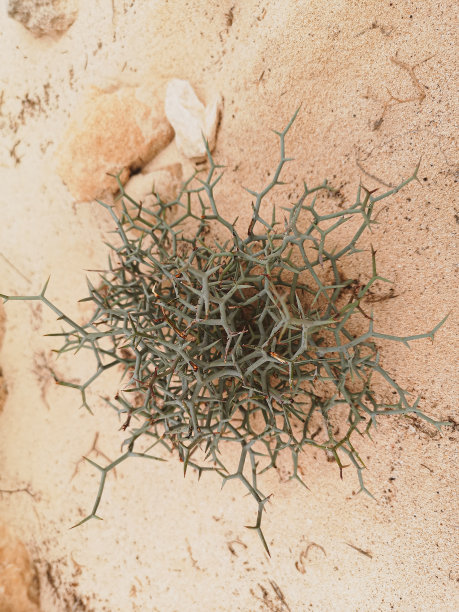 奇异植物在沙漠中发育、出苗、一、生存、叶、苗、始、单、叶、园、易碎、土壤、绿、易碎、茎、草、质地、干旱、地面、尘埃、全球、夏季、土地、泥土、土壤、图案、户外、暖图片下载