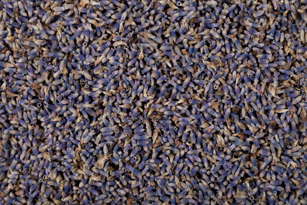 薰衣草种子。特写,俯视图。纯有机花卉和芳香熏香创造自然香包或香水成分图片下载