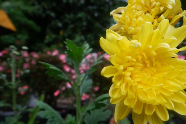 万寿菊鲜花图片下载