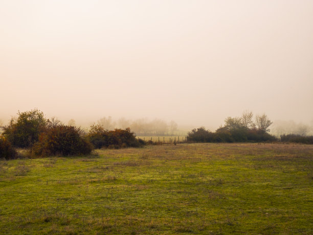 阳光在雾中穿过树枝图片下载