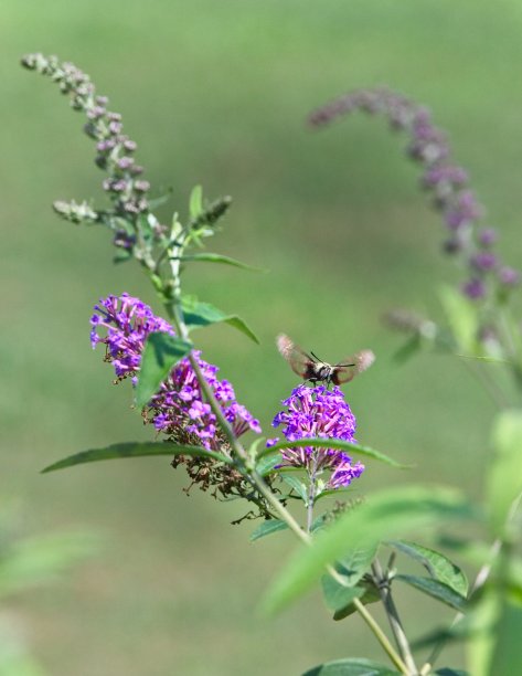 白浆果透翅蛾图片下载