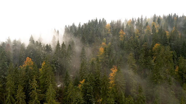 美丽的秋天的森林图片下载