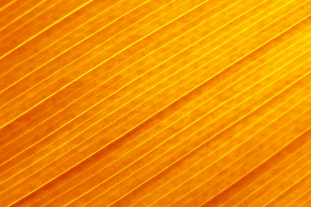 秋天的叶子橙条纹秋天的背景抽象黄黄红金叶状图案垃圾革梯度叶感恩节假日纹理南瓜琥珀色软聚焦微距摄影全帧图片下载