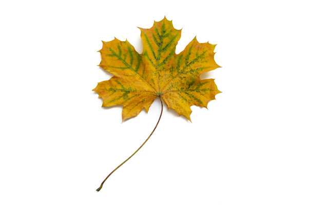 秋天的枫叶，单一片落叶留下一片空白图片下载