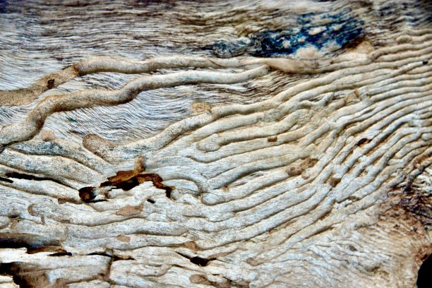 带有昆虫隧道的老枯木图片下载