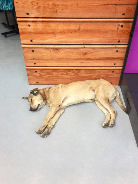 狗在服装店睡觉图片下载