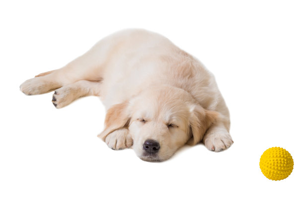 白色背景下的小狗金毛寻回犬图片下载