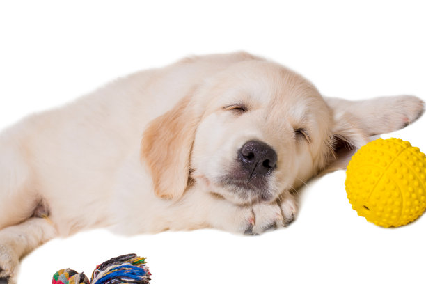 小狗金毛寻回在白色背景孤立图片下载