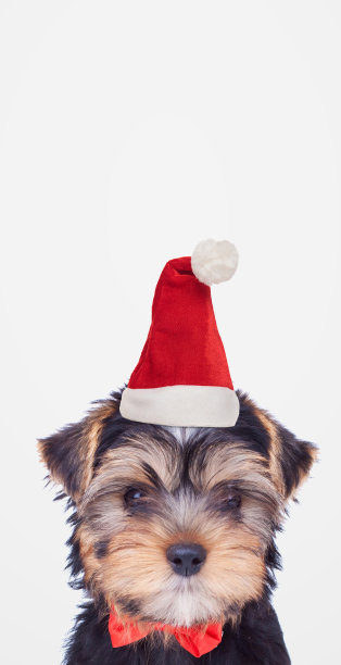 戴着圣诞帽的约克郡小猎犬图片下载