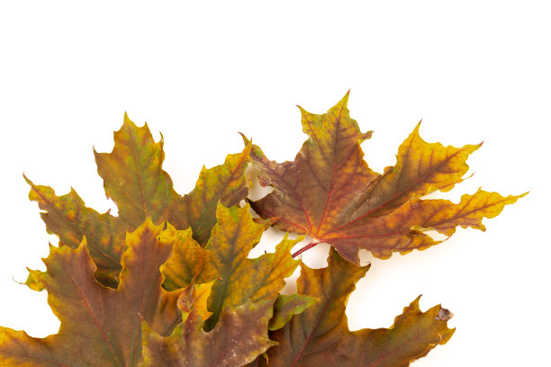 在白色的背景上给秋天的枫叶着色。图片下载