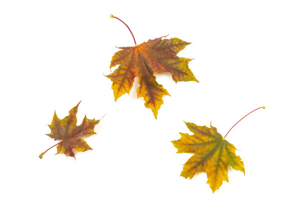 在白色的背景上给秋天的枫叶着色。图片下载