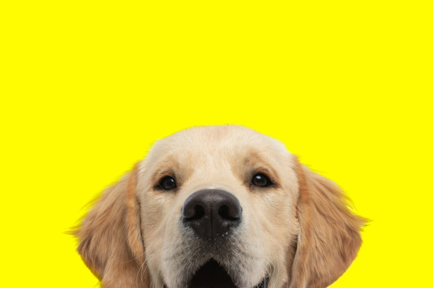 美丽的金毛猎犬露出了半张脸图片下载