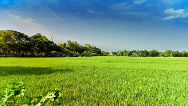 美丽的稻田和多彩的天空背景，孟加拉国。图片下载