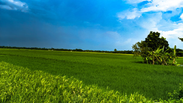 美丽的稻田和多彩的天空背景，孟加拉国。图片下载