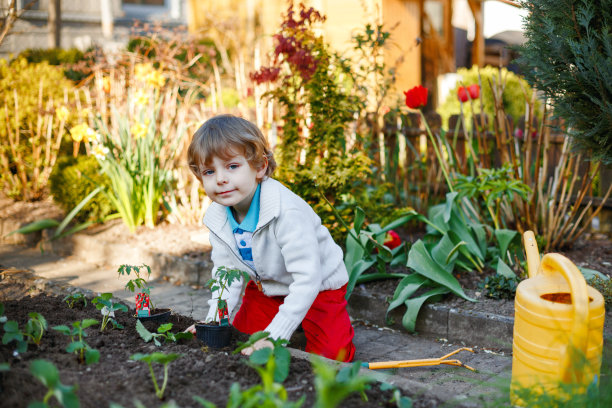 小男孩在蔬菜园里种植种子和草莓、西红柿幼苗。快乐学龄前儿童一起做春季活动。孩子在花园里学习和帮忙。图片下载
