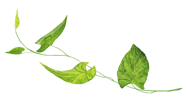 牵牛花的叶子孤立在白色的背景上。水彩手绘插图。完美的设计，印刷，字母装饰。图片下载