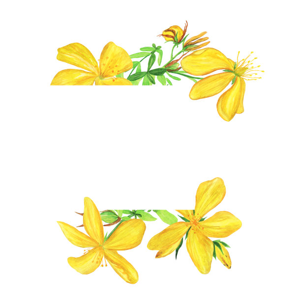 圣约翰草旗帜孤立在白色背景。水彩手绘插图。贯叶连翘黄花。图片下载