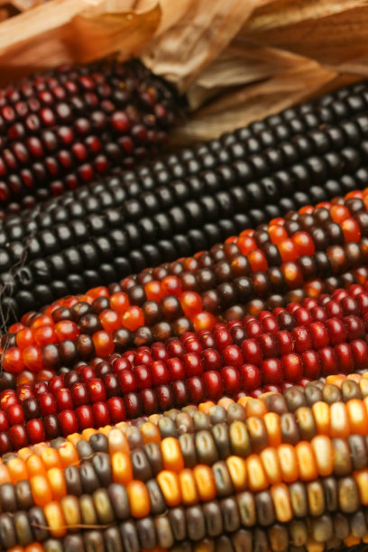 装饰印度玉米背景，关闭。图片下载