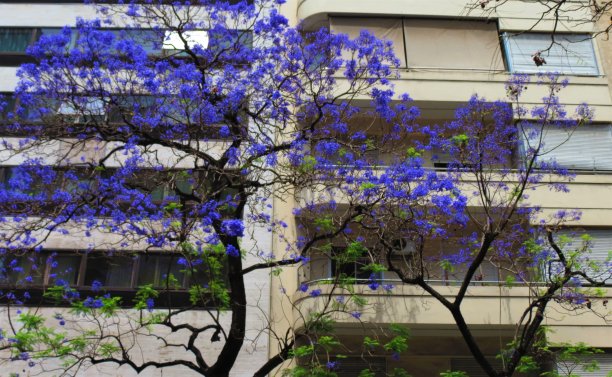 蓝花楹开花树及建筑物。图片下载