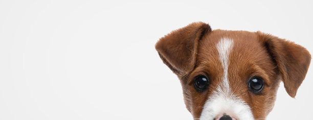 可爱的杰克罗素梗狗藏着他的脸图片下载