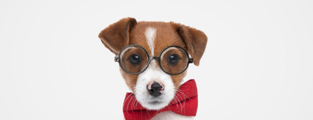 杰克罗素梗，戴着眼镜和红色领结图片下载