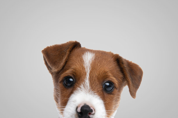 杰克罗素梗犬在镜头前掩面图片下载