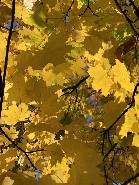 阳光透过秋叶图片下载