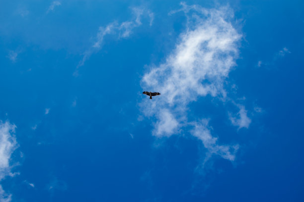 鸟儿在蓝天上飞翔，朵朵白云。图片下载