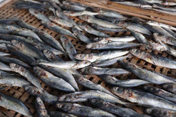 保存鱼的传统方法是将鱼腌制，然后在太阳下晒干图片下载