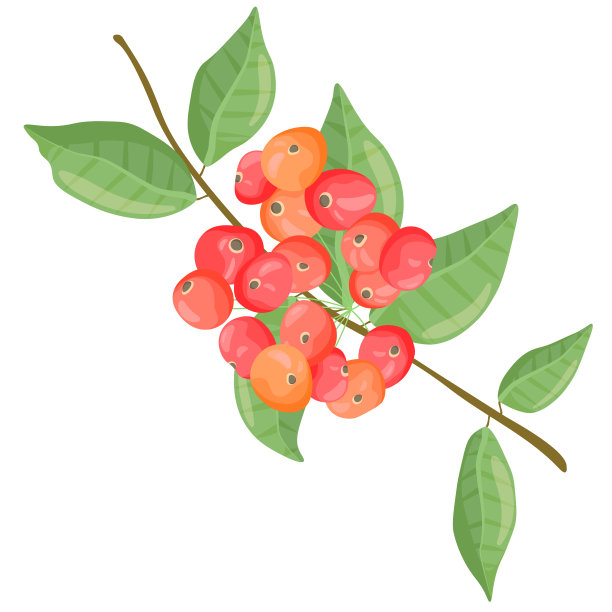 白色背景上的成熟的红色花楸浆果，叶子绿色。图片下载