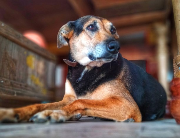 流浪狗图片下载
